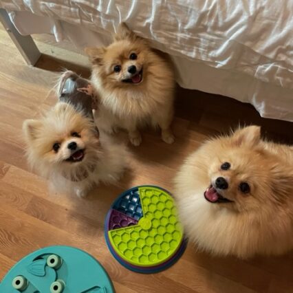 Dog Hotel VIP